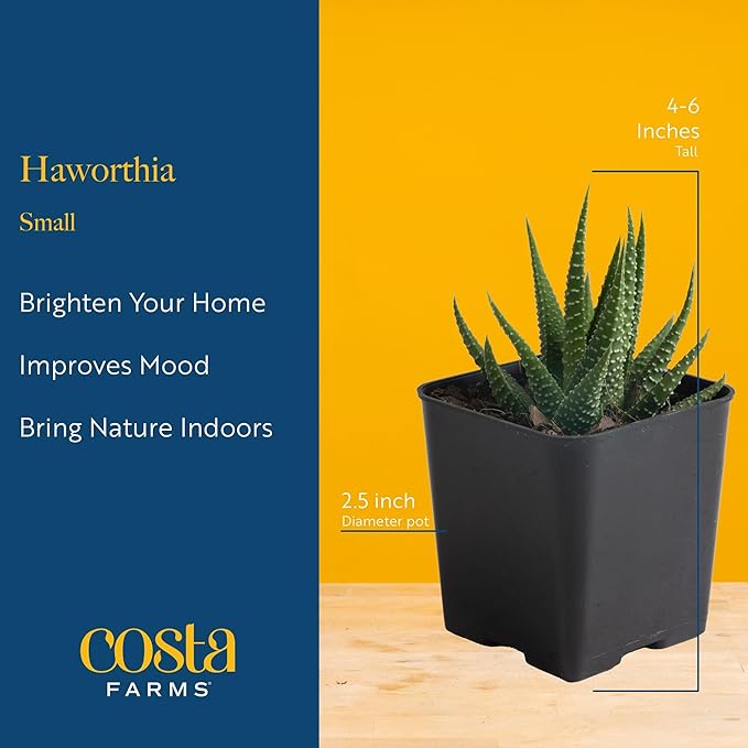 Costa Farms Haworthia Live Plant in Decorative Pot, Easy to Maintain Succulent Indoor Houseplant, Perfect for Home, Room, or Office Decor, Great House Warming or Birthday Gift, 2.75-6 Inches Tall