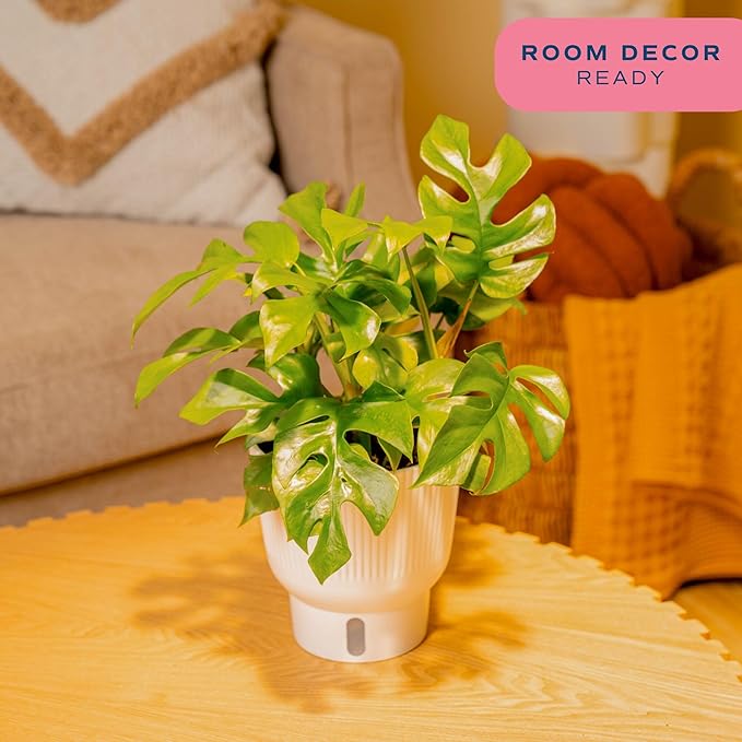 Costa Farms Mini Monstera Live Plant in Self Watering Pot, Indoor Houseplant, Perfect for Home, Room, or Office Decor, Great House Warming or Birthday Gift, 12-18 Inches Tall