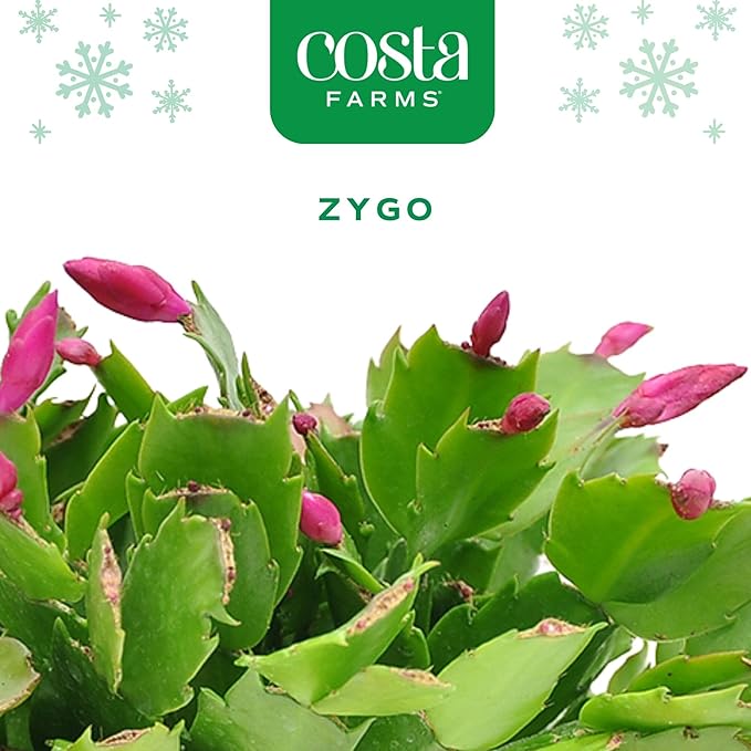 Costa Farms Christmas Cactus, 2-Pack, Fully Rooted Zygo, Live Indoor Holiday, Thanksgiving, and Christmas Room Decor, 10-Inches Tall