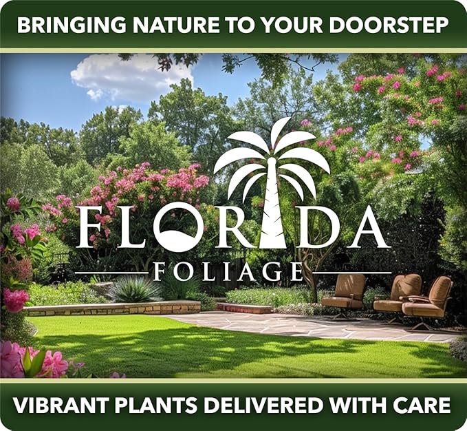 Barberry Rosy Glow | 20 Live Plants | Vibrant Dual-Toned Foliage, Ideal for Landscaping & Hedging, Hardy & Drought-Tolerant, Live Decorative Shrub Plant