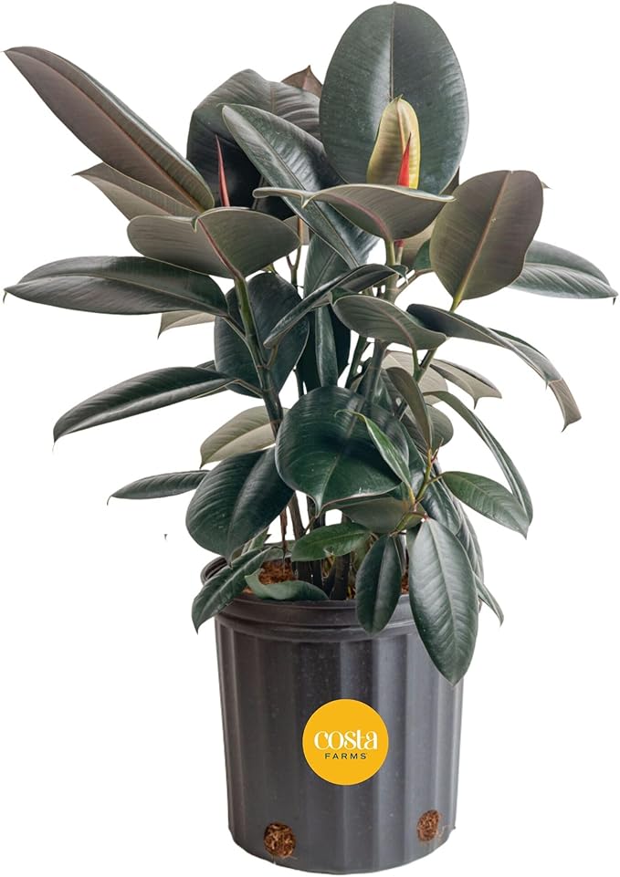 Costa Farms Burgundy Rubber Plant, Live Indoor Ficus Elastica Tree, Live Indoors Houseplant in Nursery Pot, Potting Soil Mix, Gift for Housewarming New House, Home or Office Decor, 2-3 Feet Tall