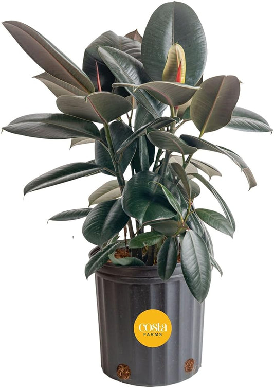 Costa Farms Burgundy Rubber Plant, Live Indoor Ficus Elastica Tree, Live Indoors Houseplant in Nursery Pot, Potting Soil Mix, Gift for Housewarming New House, Home or Office Decor, 2-3 Feet Tall