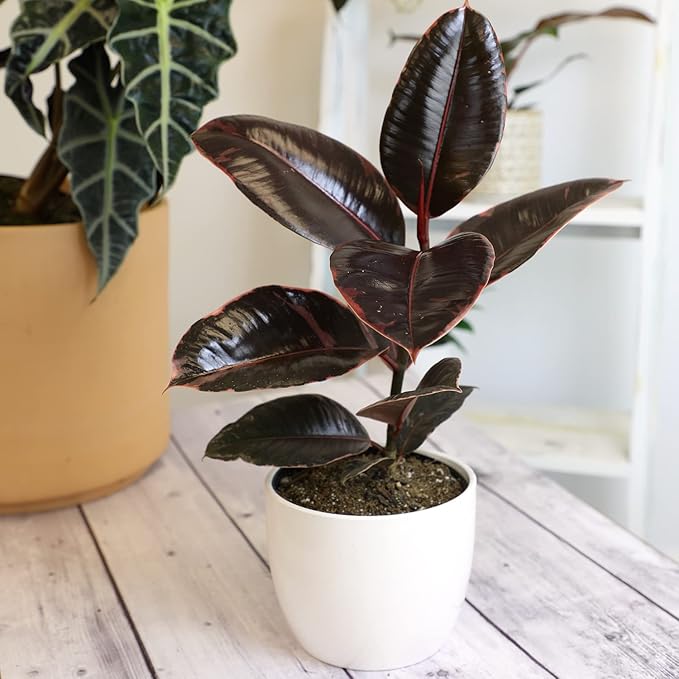 Variegated Ficus 'Ruby' Rubber Plant in 6" Grower Pot, Real Houseplants for Home or Office, Easy to Grow Live Houseplants by Plants for Pets