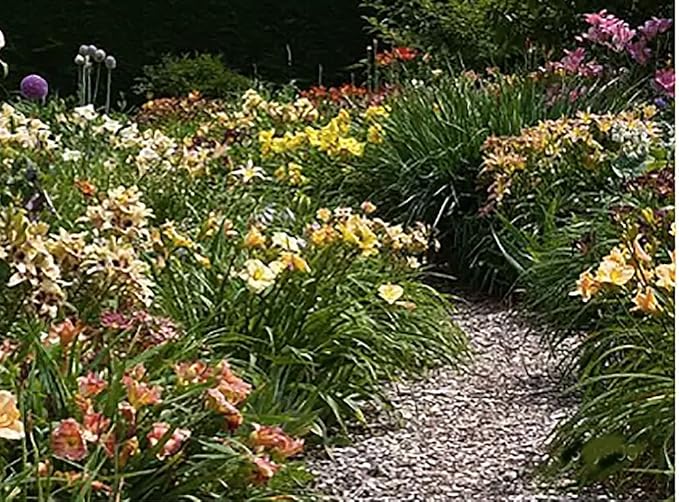 Rose Red Ruffles Daylily - Bare Root Plant, Hardy Perennial with Ruffled Red Blooms, Low Maintenance, Ideal for Full Sun or Partial Shade, Perfect for Garden Borders & Landscapes