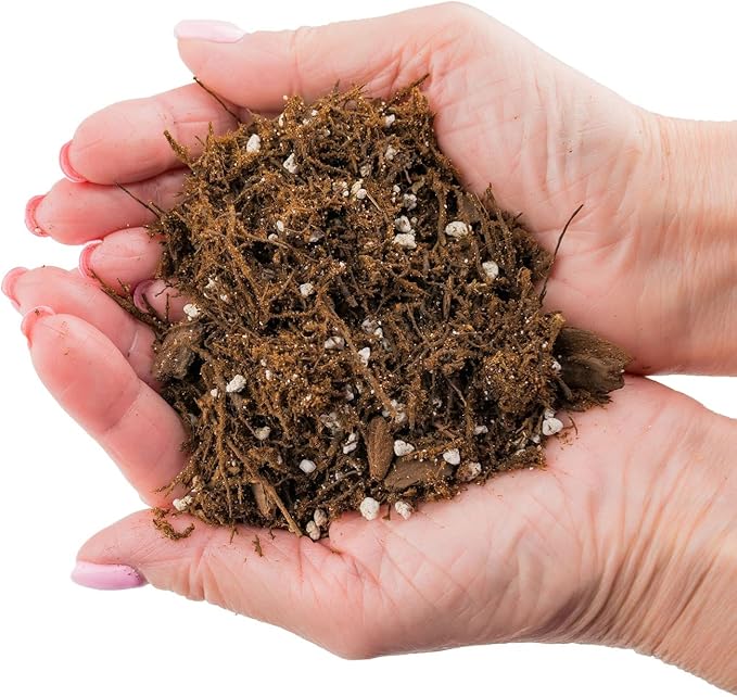 Alocasia Plant Potting Soil - All-Natural Blend for Thriving Alocasia Plants - Boosts Root Health and Distinctive Foliage - 10 Quart