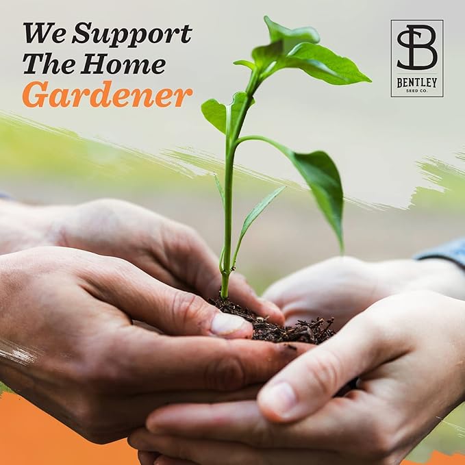 Bentley Thank You Packet - Sunflower Seeds - Pack of 25 - Perfect Eco-Friendly Thank You Gift - Non GMO