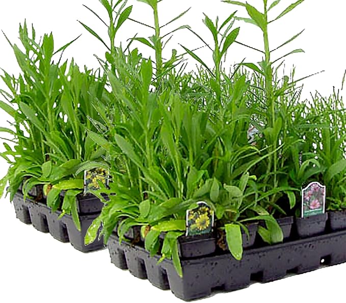 64 Outdoor Plants - Flowering Garden for Full Sun to Support Pollinators Including Perennial Native Plants Purple Coneflower, Butterfly Milkweed, Wild Bergamot and Smooth Blue Aster