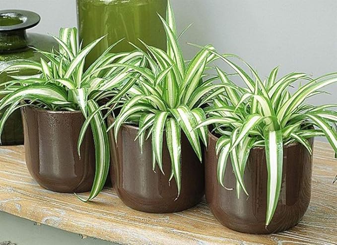 American Plant Exchange Spider Plant – 6-Inch Pot – Live Easy Care Indoor Houseplant, Air-Purifying, Pet-Friendly, Fast-Growing Trailing Plant for Home, Office & Hanging Basket Décor