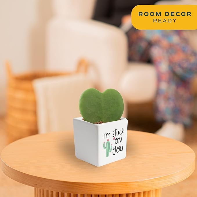 Costa Farms Hoya Heart Live Plant in Decorative Pot, Easy to Maintain Succulent Indoor Houseplant, Perfect for Home, Room, or Office Decor, Great House Warming or Birthday Gift, 5 Inches Tall