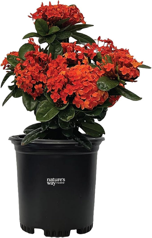 Nature's Way Farms Ixora Maui Red, Easy Care, Live Plant, Grow Outdoor, Full Sun Bright Light, Perfect for Plant Lovers & Beginners, in Grower Pot. (18-24 in. Tall)