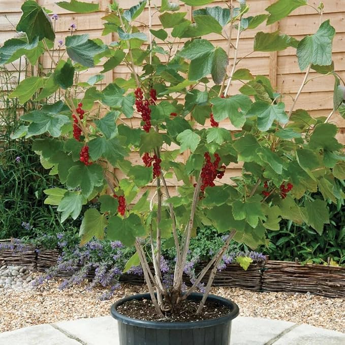 Premium Currant Plant Potting Soil Mix - Optimal Nutrient-Rich Blend for Thriving and Juicy Currants - 1 Quart