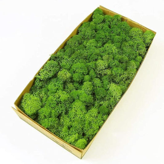 Preserved Reindeer Moss Natural Green DIY Kit Gardenning Art Wall Decor Florist Decor Easter Table Decor Wedding