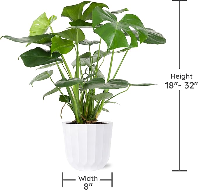 Green Circle Growers 8" Monstera Live Indoor Plants in 8” White Jazz, House Plant, Bright Indirect Light
