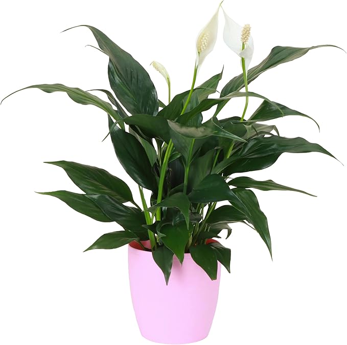 Thorsen's Greenhouse Live Peace Lily Plant, Spathyphylum, Low Light, Natural Air Purifier Live Indoor Plant, 4" Diameter Pot (Blush, 4-inch Pot)