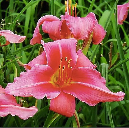 Rose Red Ruffles Daylily - Bare Root Plant, Hardy Perennial with Ruffled Red Blooms, Low Maintenance, Ideal for Full Sun or Partial Shade, Perfect for Garden Borders & Landscapes