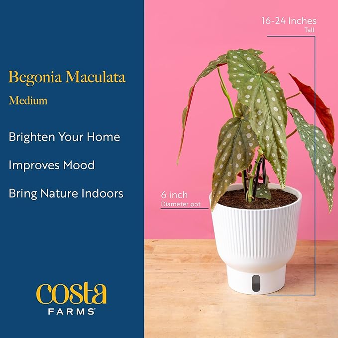 Costa Farms Begonia Maculata Live Plant in Self Watering Pot, Indoor Houseplant, Perfect for Home, Room, or Office Decor, Great House Warming or Birthday Gift, 12-18 Inches Tall