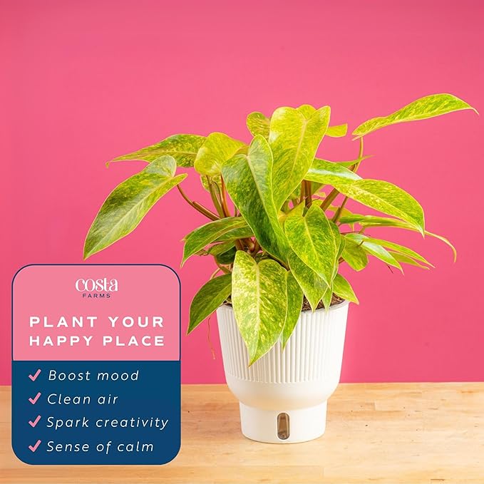 Costa Farms Philodendron Painted Lady Live Plant in Self Watering Pot, Air Purifying Indoor Houseplant, Home, Room, or Office Decor, House Warming or Birthday Gift, 12-16 Inches Tall