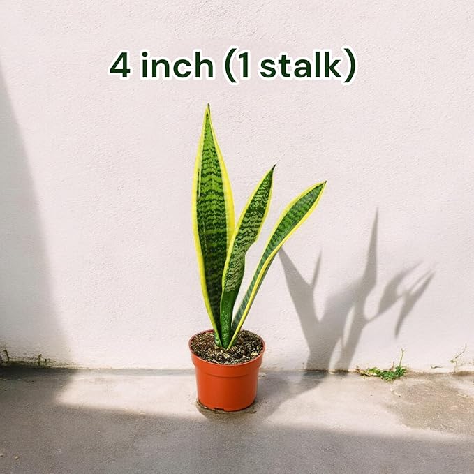 Snake Plants (Live & Rooted) 3/4/6/8" - Mother in Law Tongue - Sansevieria Laurentii Indoor Live Houseplant Gift Air Purifying - Low Light (3 Pack – 3.5" Pots)