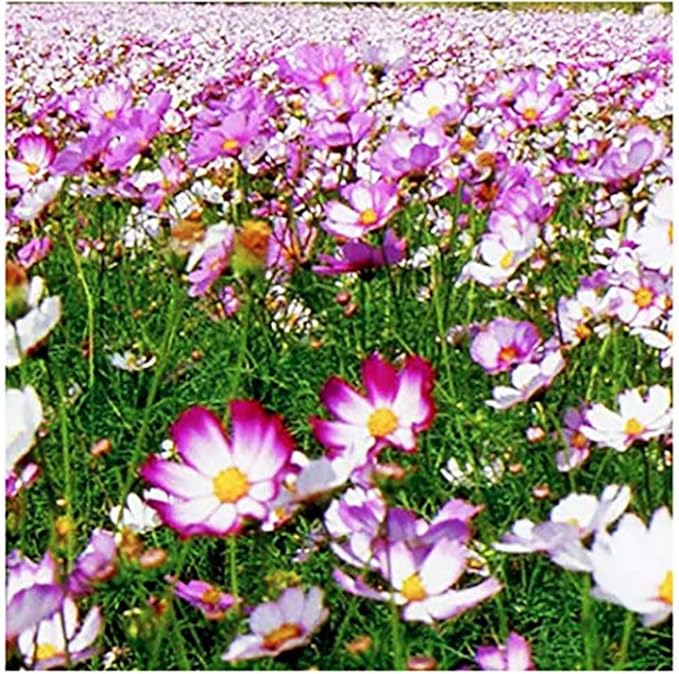 Picotee Cosmos Seeds - Long Blooming Period in All Zones