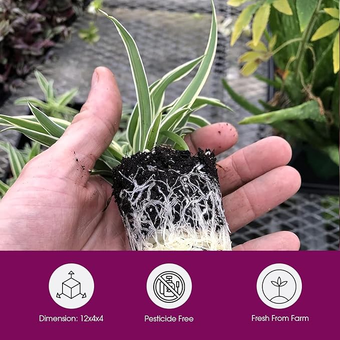 3 Pack Airplane Spider Plant – Live Indoor Houseplant | Air-Purifying, Low Maintenance, Thrives in Home & Office | Live Plants Indoor, Variegated Houseplant