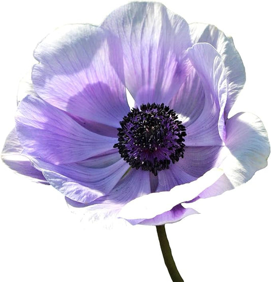 Easy to Grow Anemone Italian Mistral Plus Azzurro - 10 Plant Bulbs, Lavender-Blue Flowers in Spring, Full Sun