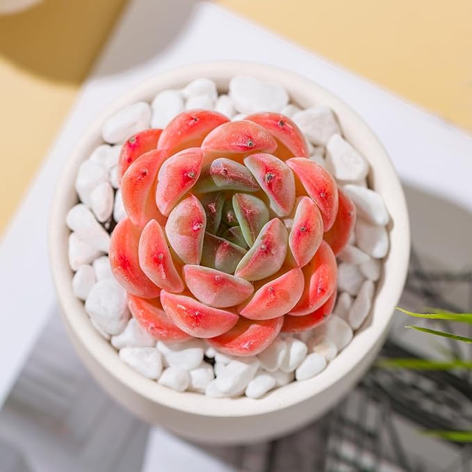 Echeveria Strawberry Almond Rare Live Succulent Plants, Mini Pink 1 Head 2" Live Plant, Package Without Pot Soil, Garden Indoor Office Desk Wedding Party Baby Shower Decoration Friend Plant Lover Gift