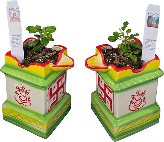 Green Rama and Purple Krishna Tulsi Plants with Holy Ceramic Pots w/Diya. for Puja with Indian Smell. Fresh, Edible with Growing Guide. (Rama + Krishna Tulsi in 2 DiyaPots)