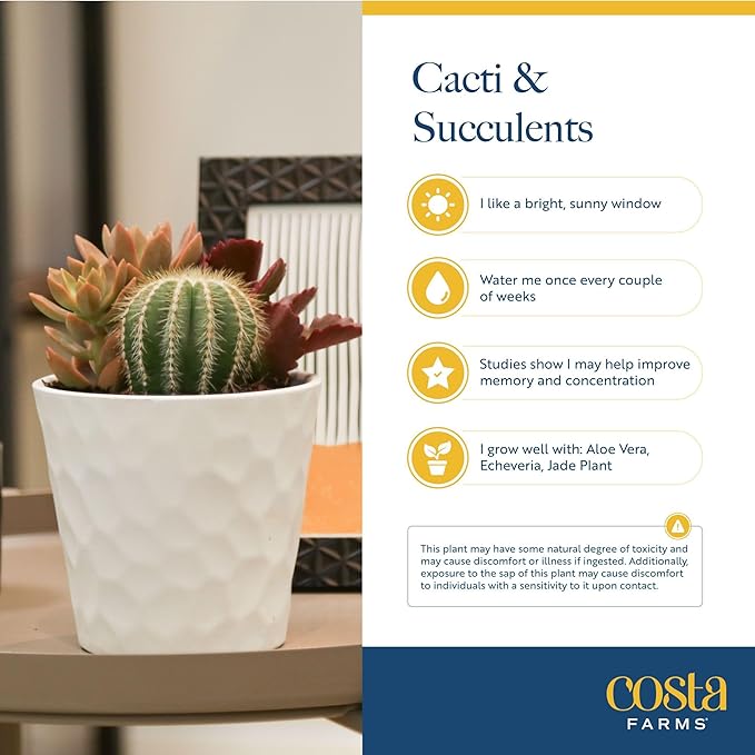 Costa Farms Echeveria, Mini Succulent Plant in Best Mom Ever Wood Decor Planter, Live Indoor Houseplant in Cute Cactus Decor, Housewarming, Birthday Gift