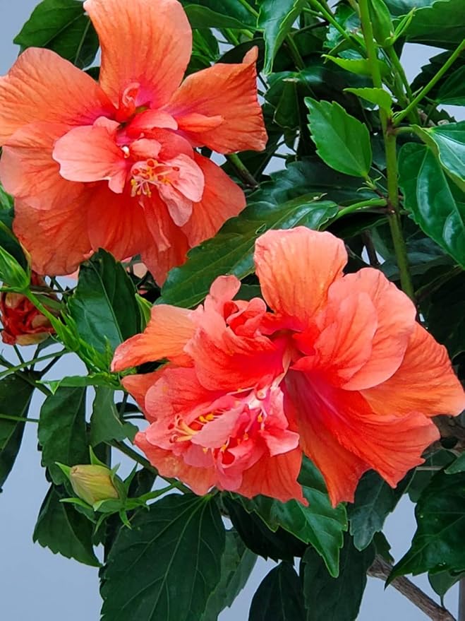Live Hibiscus Tree - Double Peach Flower - Overall Height 38" to 44" - Tropical Plants of Florida (Plant Only)