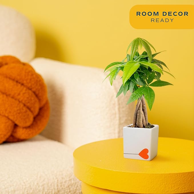 Costa Farms Money Tree Live Plant | 8-10 Inches Tall | Easy to Grow Indoor Houseplant in 2.5 Inch Plant Pot | Live Bonsai Home, Office, or Room Decor | Garden, Birthday, and Housewarming Gift