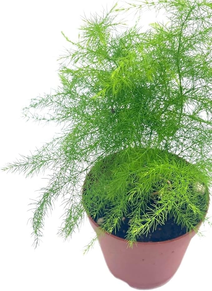 BubbleBlooms Asparagus Fern, Asparagus setaceus, Feathery Soft Tiny Leaf Plant, Live in a 2 inch Pot by BubbleBlooms