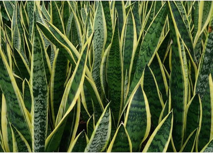 American Plant Exchange Snake Plant – Large 10-Inch Pot Yellow Sansevieria Laurentii, 2-3ft Tall, Low-Maintenance, Air-Purifying Live Houseplant for Home, Office, or Outdoor Patio Garden Décor