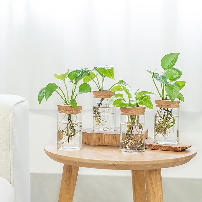 Dahey Plant Propagation Terrarium Desktop Glass Planter Station Water Planting Glass Vase with Lid and Wooden Stand for Propagating Hydroponic Plants Centerpiece Office Home Garden Decor, 4 Pcs