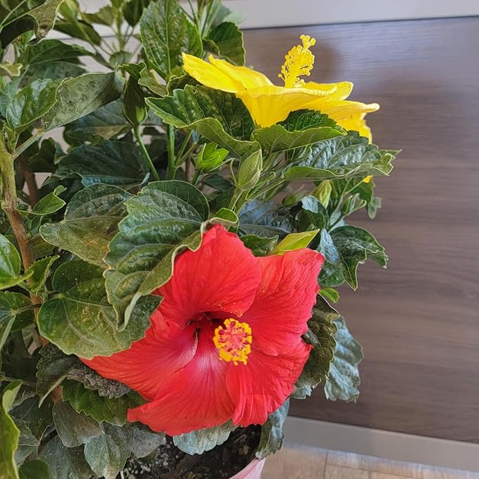 Tropical Plants of Florida Live Hibiscus Bush – Mystery Multi-Color Flowering Shrub in 3 Gallon Pot, 24 to 28” Tall – 2 to 3 Mixed Bloom Colors, Outdoor Tropical Garden Plant