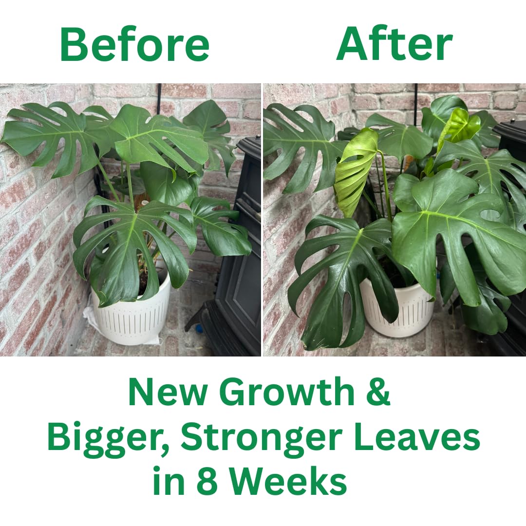 Silica Strength Plant Supplement – Strengthens Stems, Supports Upright Leaves & Improves Stress Resilience | Ready-to-Use 4.5% Liquid Concentrate for Houseplants | 8 oz | Makes 96 Gallons