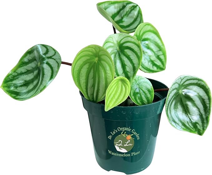 Dr. Lu’s Organic Watermelon Peperomia | Rare Peperomia Live Plant | Rooted Cute Watermelon Plant for Air Purifying | Easy Grow Peperomia Argyreia in 4'' Nursery Pot
