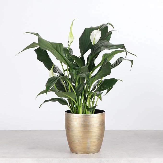 Thorsen's Greenhouse Live Peace Lily Plant, Spathyphylum, Low Light, Natural Air Purifier Live Indoor Plant, 4" Diameter Pot (Gold, 4-inch Pot)