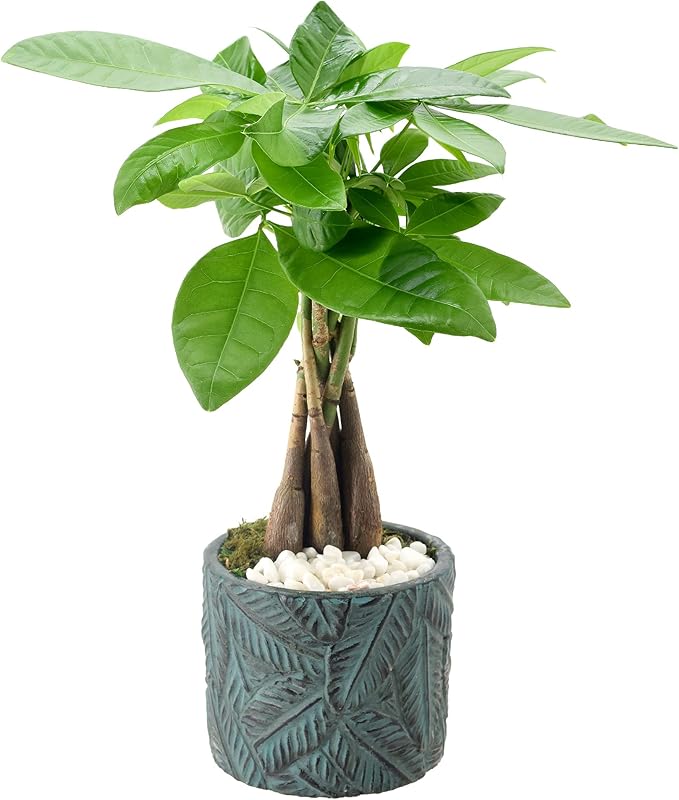 LV49 Money Tree, Live Indoor Plant in Tropico Leaf Ceramic Planter for Home, Work, or Gift, Blue