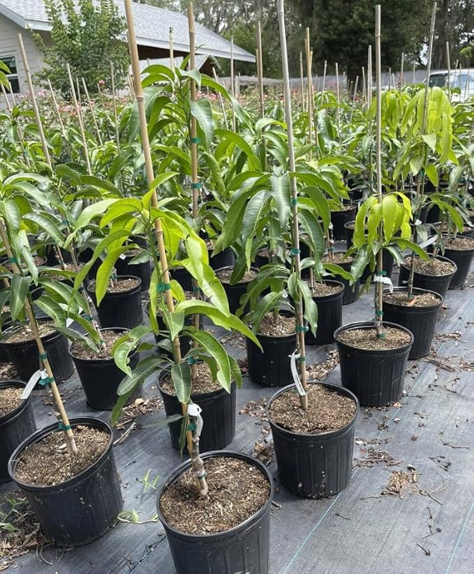 Mallika Mango Tree Live Plant for Planting – 3 to 4 Feet Tall in 3 Gallon Pot – Sweet Tropical Fruit Tree – No Ship to CA