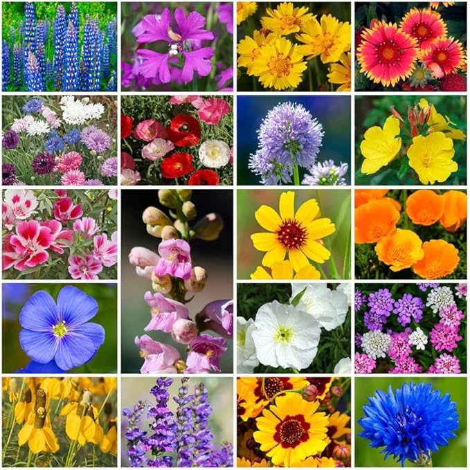 Park Seed Grow Your Own Vibrant Annual and Perennial Wildflower Garden Seeds Mixture, Easy to Grow Varieties for Pollinators and Spring Gardens - Western Regional Mix, 1/4 lb
