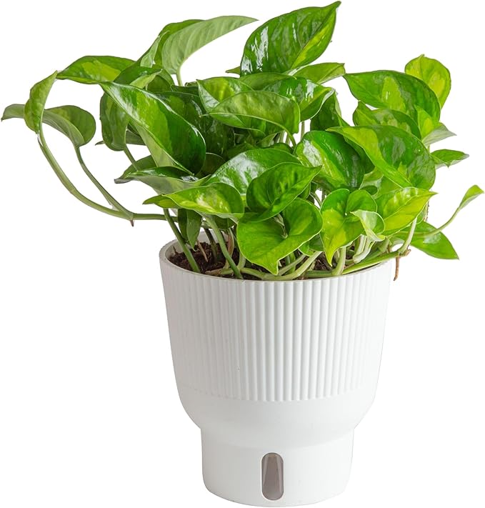 Costa Farms Global Green Pothos Live Plant in Self Watering Pot, Air Purifying Indoor Houseplant, Perfect for Home, Room, or Office Decor, Great House Warming or Birthday Gift, 10-12 Inches Tall