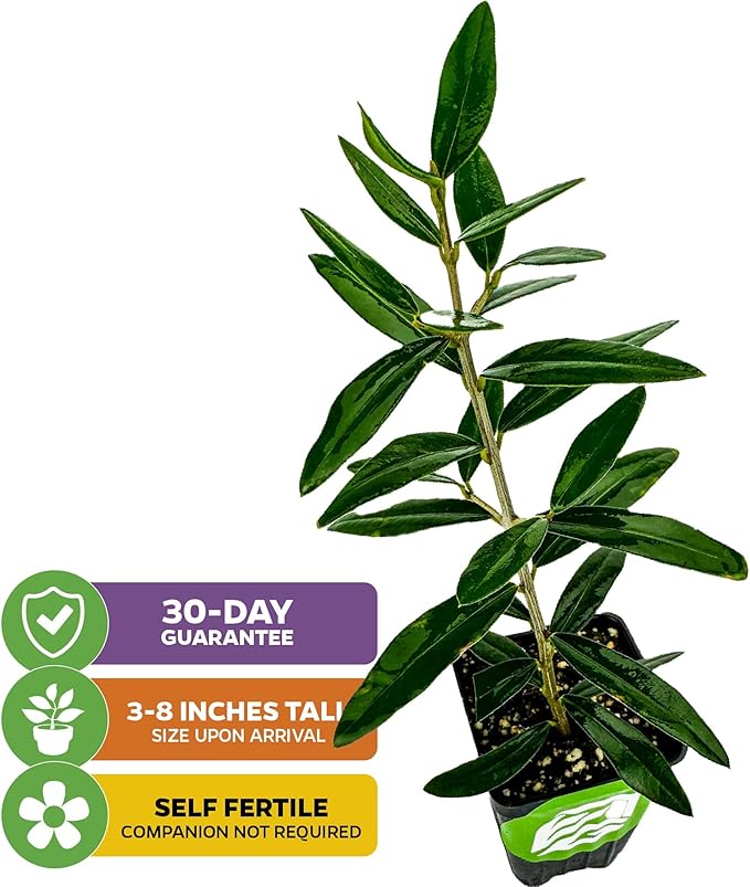 Chemlali Olive Tree - Olea europaea 'Chemlali' by Wellspring Gardens - Self-Pollinating Live Plant, High Fruit Yield, Cross-Pollination,Home Gardening, Olive Cultivation, Delicious Fruit, Easy-Care
