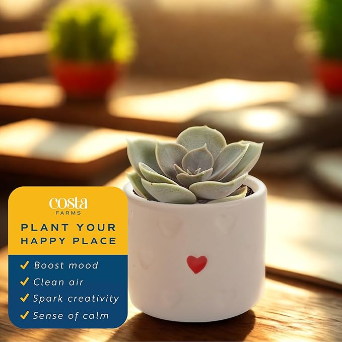 Costa Farms Mini Succulent Live Plants in Decorative Pots, Easy to Maintain Indoor Succulents, Houseplants for Home or Office Decor, House Warming or Birthday Gift, 2-3.5 Inches Tall, Pack of 3