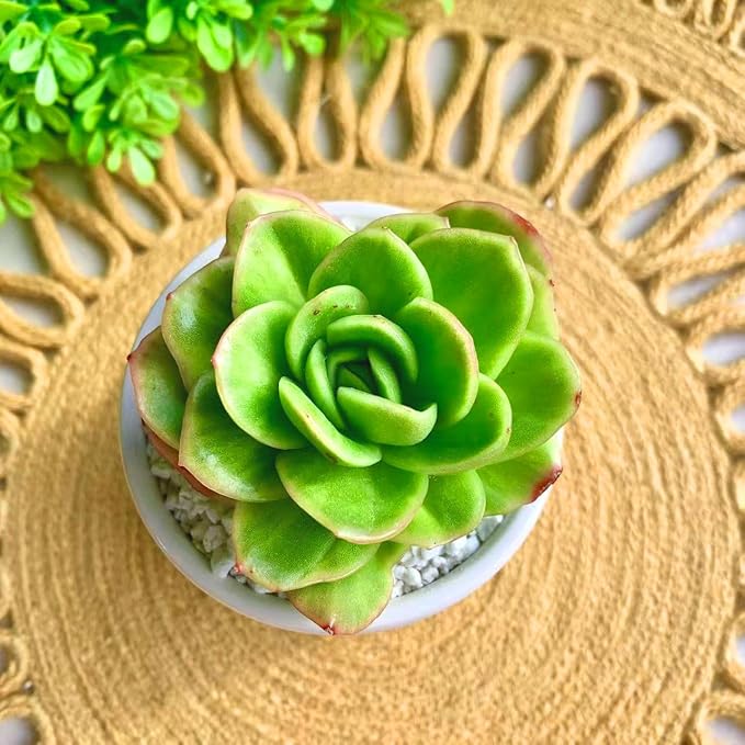 FWPP Succulents Plants Live,Echeveria ice Rose Variegated 3.5 inches Green Mini Indoor Plants,Bare Root Without Pot Soil,Live Plants for Gift Party Wedding Garden Baby Shower DIY Decor