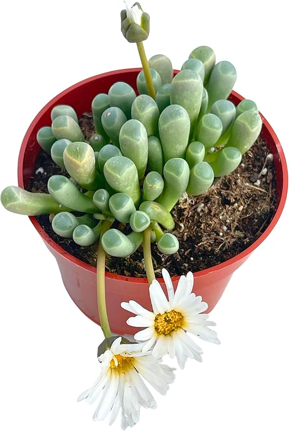 Live Succulent 4" "Baby Toes Fenestraria Rhopalophylla, Succulents Plants Live Fully Rooted House Plant for Home Office Decoration, DIY Projects by The Succulent Cult