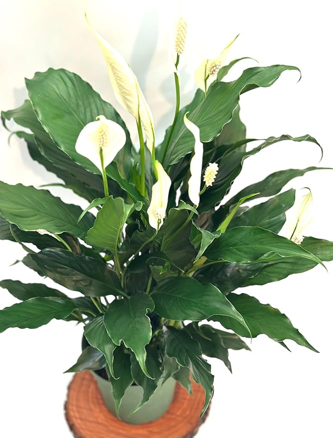 Spathiphyllum Peace Lily Plant, 6 Inch Pot, 14-18 Inches Tall, Gifth. Office Decor, Home Decor. Spathe Flower, White Sails