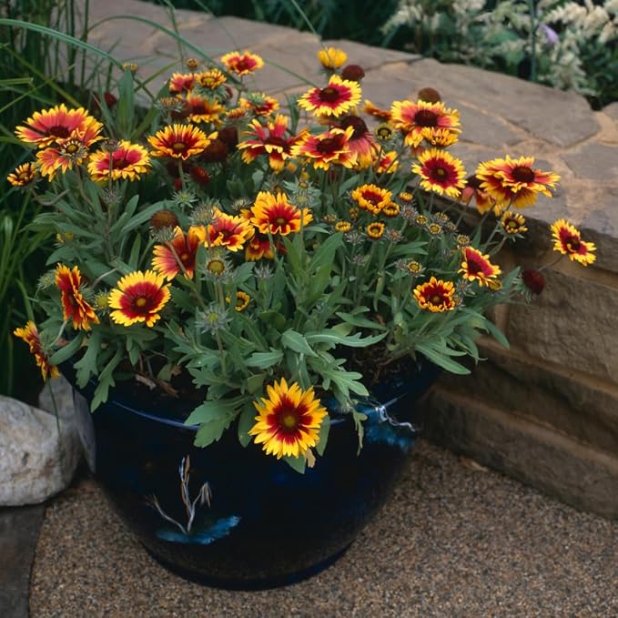 Created By Nature Indian Blanketflower Seeds, 5,640 Perennial Seeds