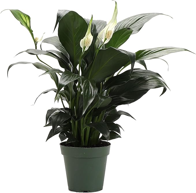 Thorsen's Greenhouse Live Peace Lily Plant, Spathyphylum, Low Light, Natural Air Purifier Live Indoor Plant, 4" Diameter Pot (Growers Pot, 4-inch Pot)