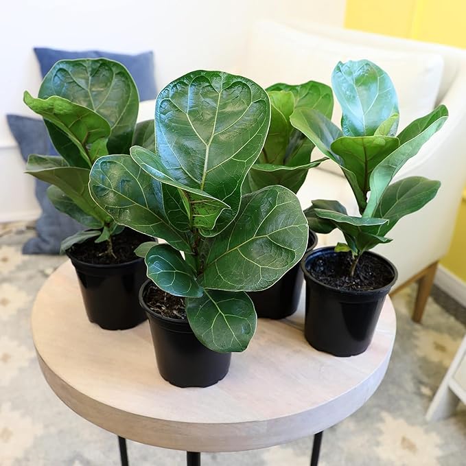 Fiddle Leaf Fig Tree (4 Pack), Ficus Lyrata Plant Pack, Ficus Tree Live Plant Delivery, Popular Plant Decor, Indoor Plants Live Houseplants, Real Plants, Live Plants Indoor Plant by Plants for Pets