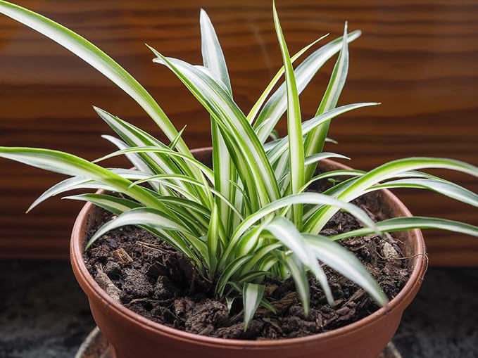 Enchanting Spider Plant - 3 Live Starter Plants in 2 Inch Pots - Chlorophytum Comosum - Nature's Green Symphony for Your Home